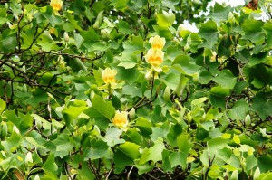 Tulipanul sau Arborele Lalea