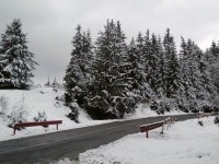 Paltinis Aprilie 2014