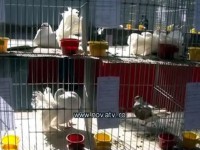 EXPOZITIE PORUMBEI