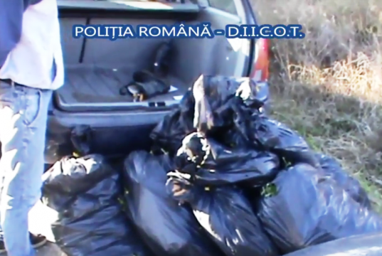 100 kilograme canabis confiscate – plantaţie descoperită la Agnita | VIDEO
