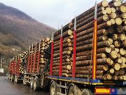Sibiul printre județele de top cu mari hoții din păduri