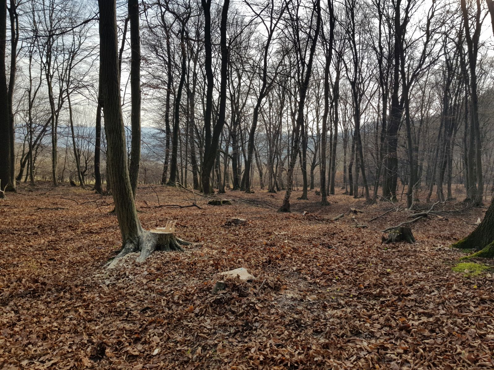 Politia la Târnava si Valea Viilor