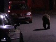 Alertă azi noapte în Mediaș | Urs văzut în zona centrală și Cartierul Greweln urs medias