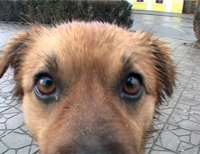 amenzi posesorilor de câini