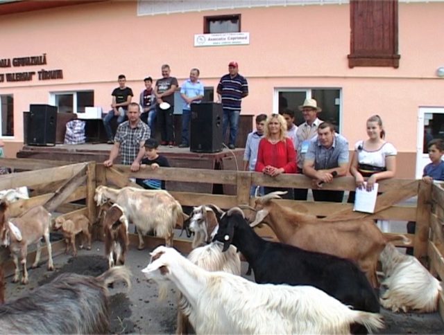 FESTIVALU CAPREI 2018 Festivalul Caprei
