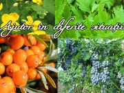 Plante medicinale în siropuri şi vinuri tonice | Pastila de sănătate siropuri şi vinuri tonice din plante medicinale