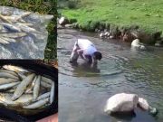 Poluare cu hipoclorit de sodiu pe Cibin | Sute de peşti morți poluare peşti morți pe Cibin la Gura Râului