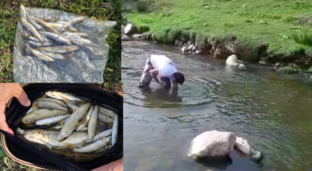 poluare peşti morți pe Cibin la Gura Râului