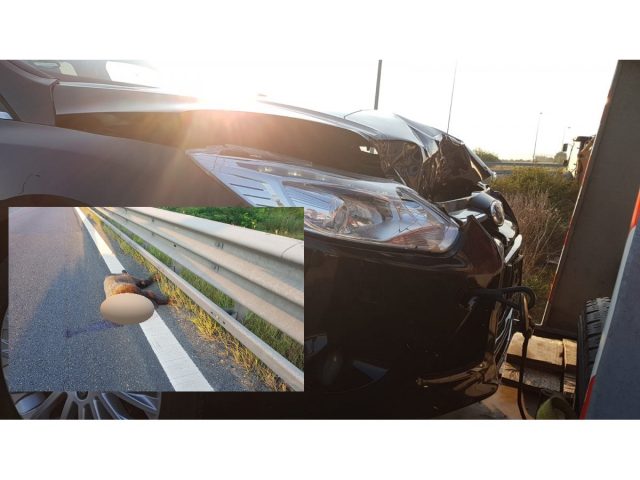 urs tamponat mortal pe A1 Sibiu