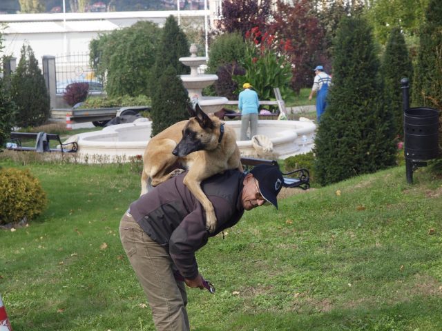 Lecție de dresaj canin