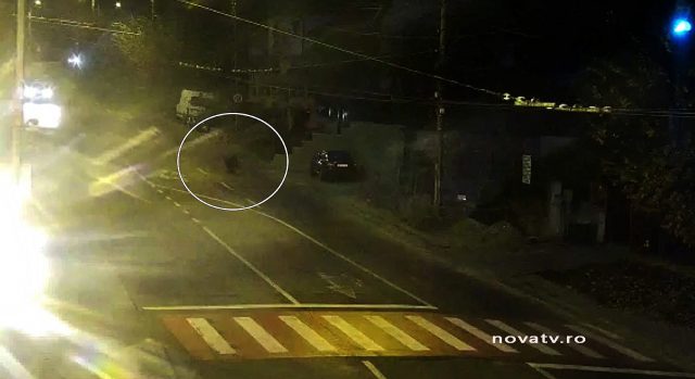 Urs pe strada Baznei din Medias S-au înmulțit aparițiile