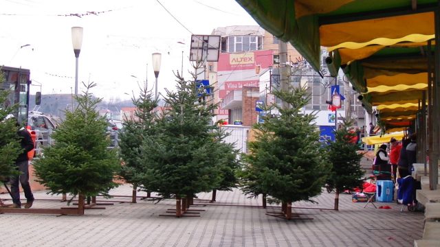 Au apărut brazii de Crăciun