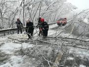 copac căzut pe hula baznei