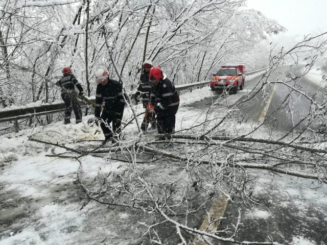 copac căzut pe hula baznei