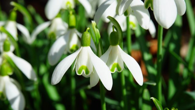 Proprietățile terapeutice