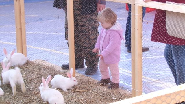 Porumbei, iepuri și găini de rasă