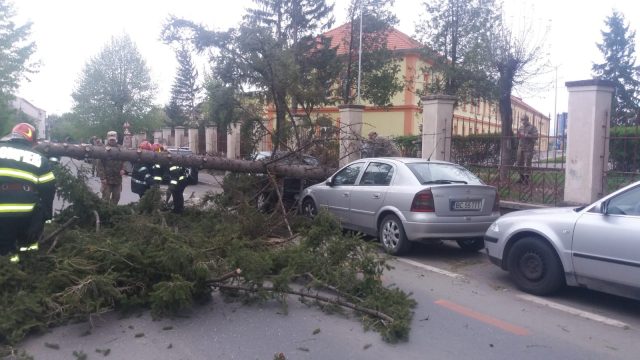 copac cazut1 copac căzut
