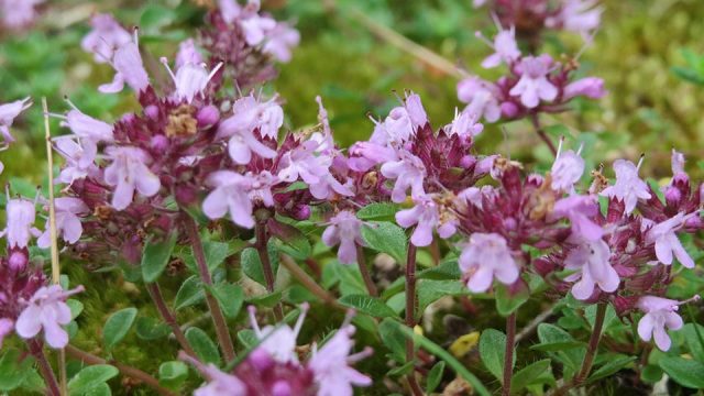 Beneficiile terapeutice ale cimbrișorului