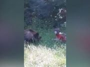 Imagini incredibile pe Transfăgărășan | Ursul liber hrănit de o fetiță Ursul liber hrănit de o fetiță pe Transfăgărășan