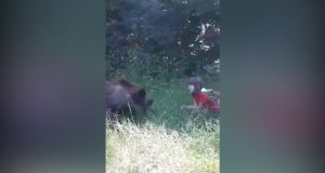 Ursul liber hrănit de o fetiță pe Transfăgărășan
