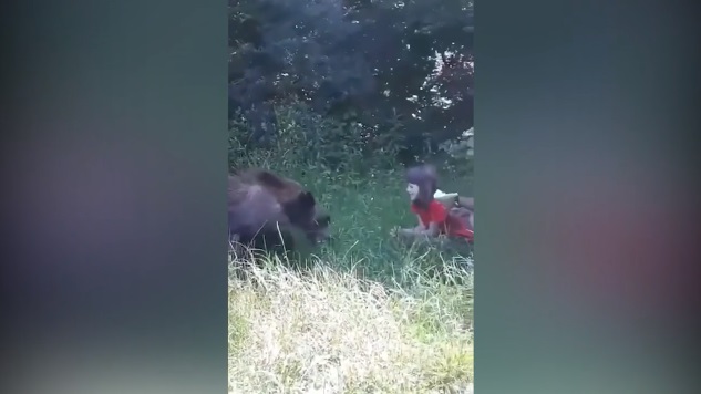 Ursul liber hrănit de o fetiță pe Transfăgărășan