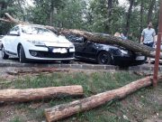 Un medieșean s-a ales cu mașina grav avariată după ce un copac a căzut peste ea Un medieșean s-a ales cu mașina grav avariată de un copac