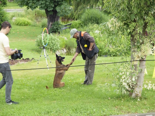 ZIUA CAINELUI1 Ziua Internațională a Câinelui