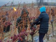 La cules struguri înghețați | Eiswein pe Valea Târnavelor Eiswein pe Valea Târnavelor