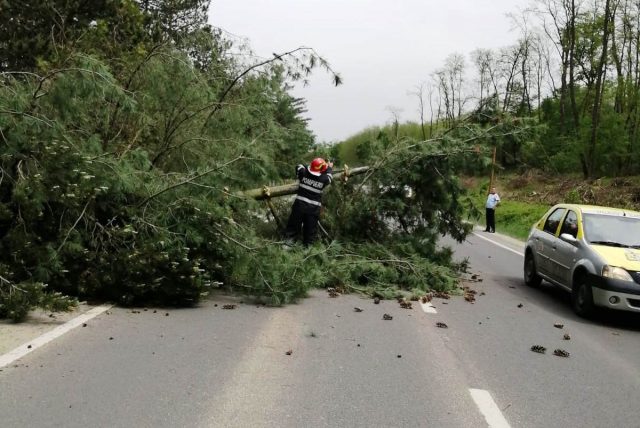 copac căzut