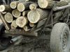 Dosar penal pentru un bărbat din Ațel depistat în timp ce transporta lemn tăiat fără drept 4 bărbați din Brateiu și Mediaș