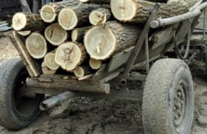 Dosar penal pentru un bărbat din Ațel depistat în timp ce transporta lemn tăiat fără drept 4 bărbați din Brateiu și Mediaș