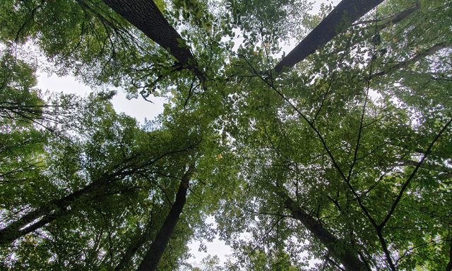 padure teren degradat a fost împădurit la Sighișoara