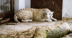 Primii tigri albi bengalezi la Grădina Zoologică din Târgu Mureș