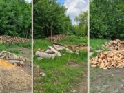 Tăieri ilegale de arbori și furt de material lemnos
