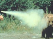 Spray-uri împotriva urșilor pentru angajați ai Romgaz Târgu Mureș