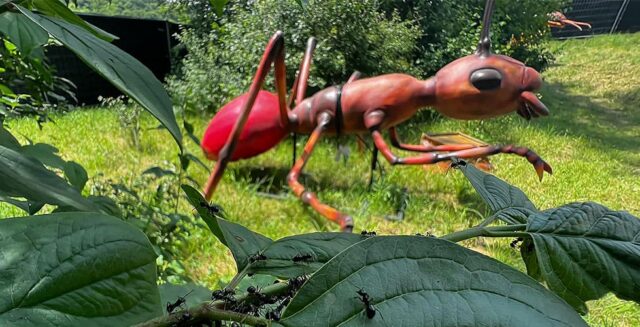 Parc tematic dedicat lumii insectelor | Figurine uriașe lângă Mini Transilvania