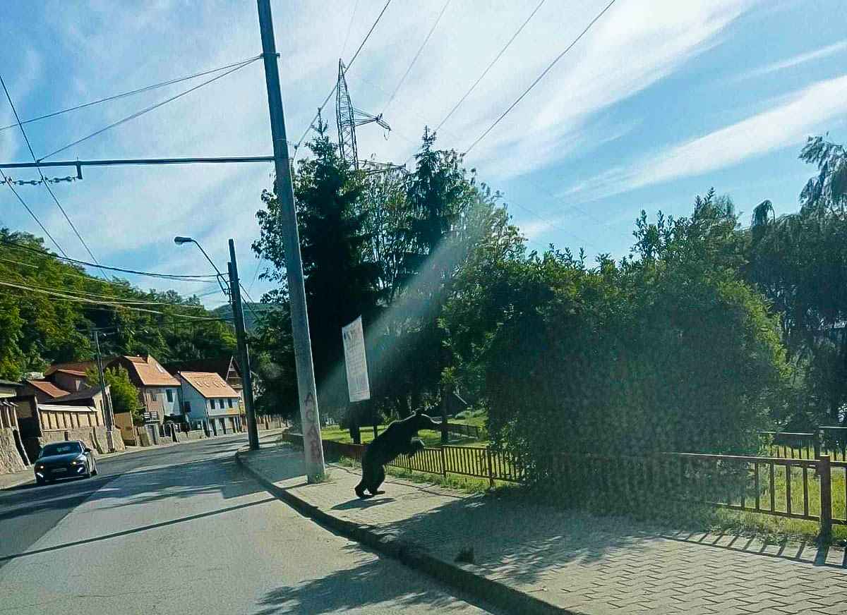 urs pe strada stadionului Mediaș