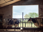 Focar de Boala Limbii Albastre în 4 localități din județul Sibiu