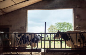 Focar de Boala Limbii Albastre în 4 localități din județul Sibiu