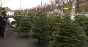 Au apărut brazii de Crăciun în zona centrală a orașului | Cum arată și cât costă | VIDEO