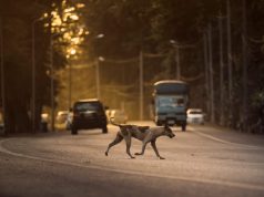 Motociclist de 71 ani rănit | A căzut după ce a încercat să evite un câine