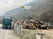 Peste 180 metri cubi de material lemnos confiscat de către polițiști | Foto
