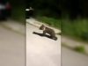 Un pui de urs s-a plimbat pe străzile din Șeica Mică | VIDEO