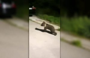 Un pui de urs s-a plimbat pe străzile din Șeica Mică | VIDEO