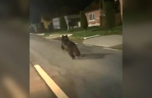 Un urs a fost filmat pe Drumul Național 14 în Agârbiciu | VIDEO