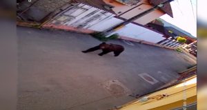 Urs suprins în timp ce se plimba în Dumbrăveni | VIDEO