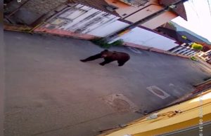 Urs suprins în timp ce se plimba în Dumbrăveni | VIDEO